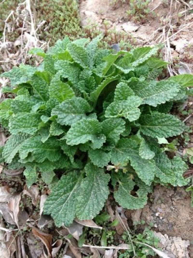 蛤蟆草中药材荔枝草癞蛤蟆草咽喉500g新货无硫