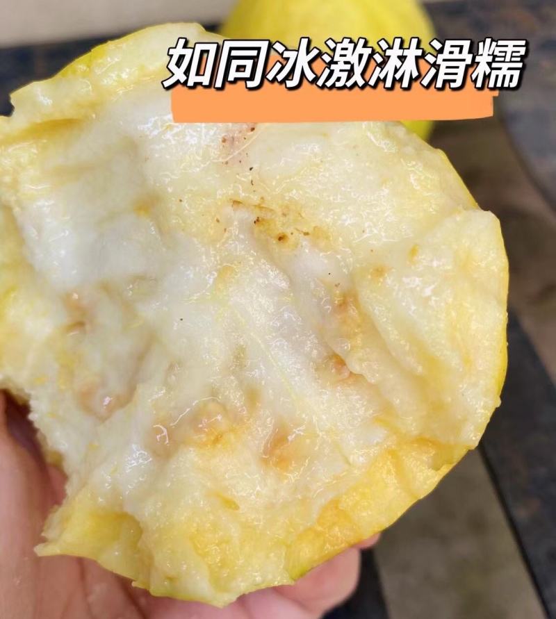 福建黄金奶油芭乐软心芭乐果园直发软糯甜网红