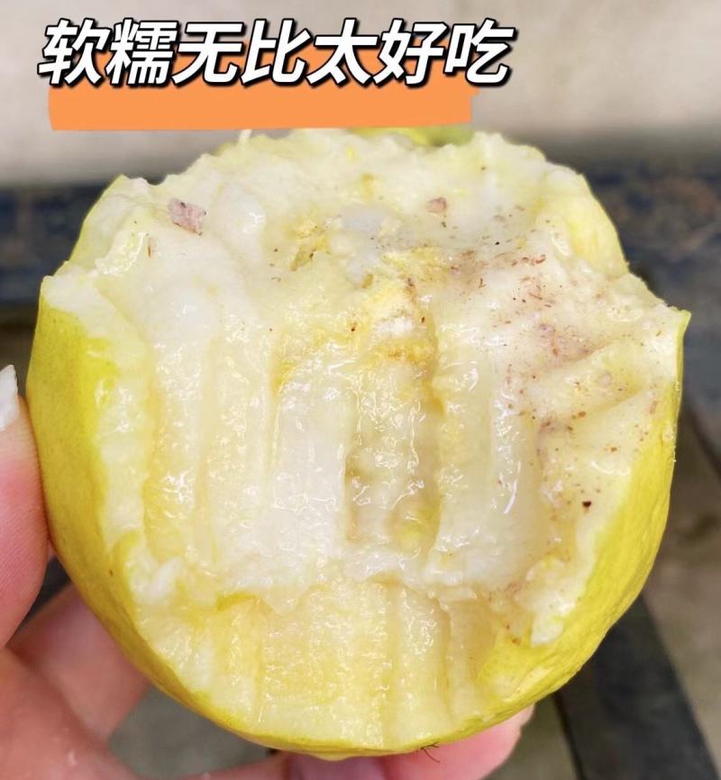 福建黄金奶油芭乐软心芭乐果园直发软糯甜网红