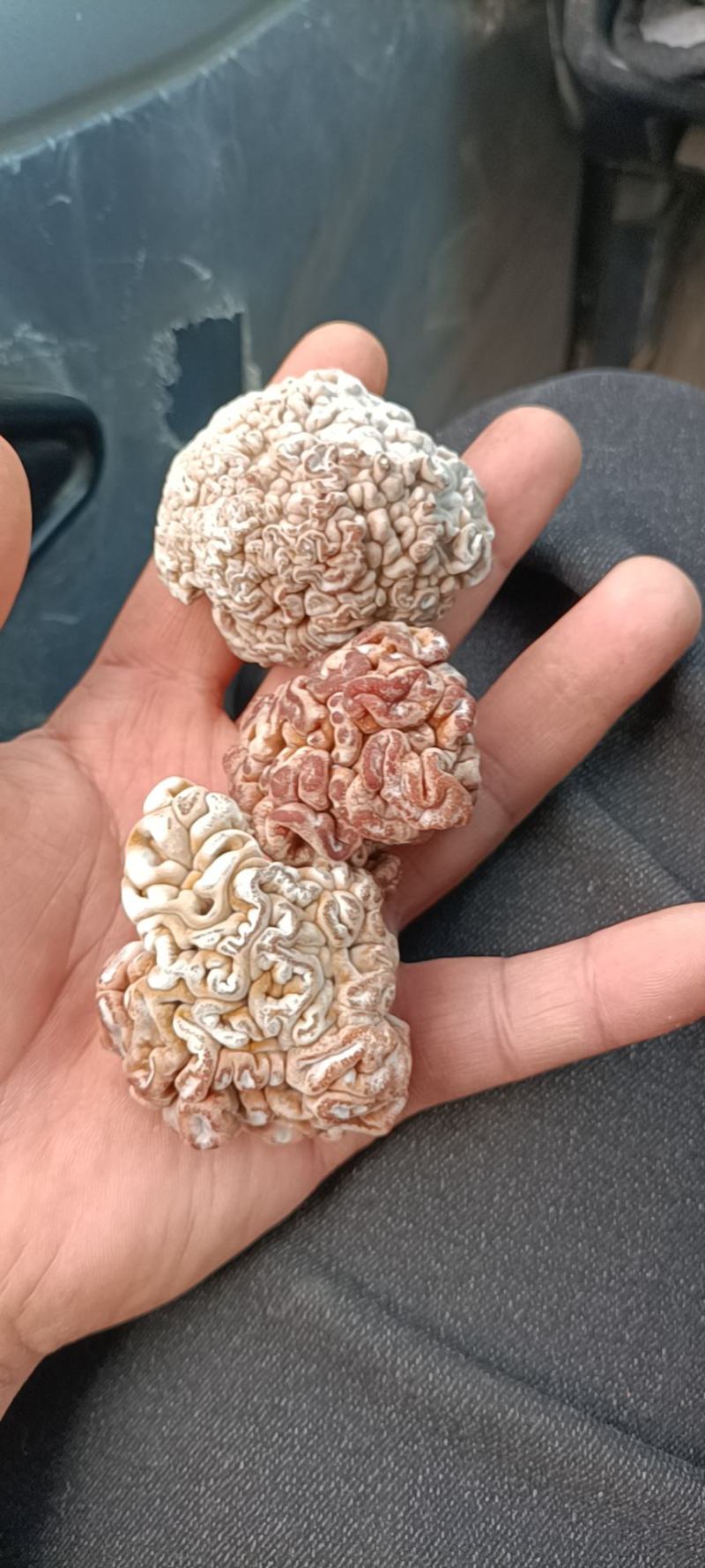 猴脑菌