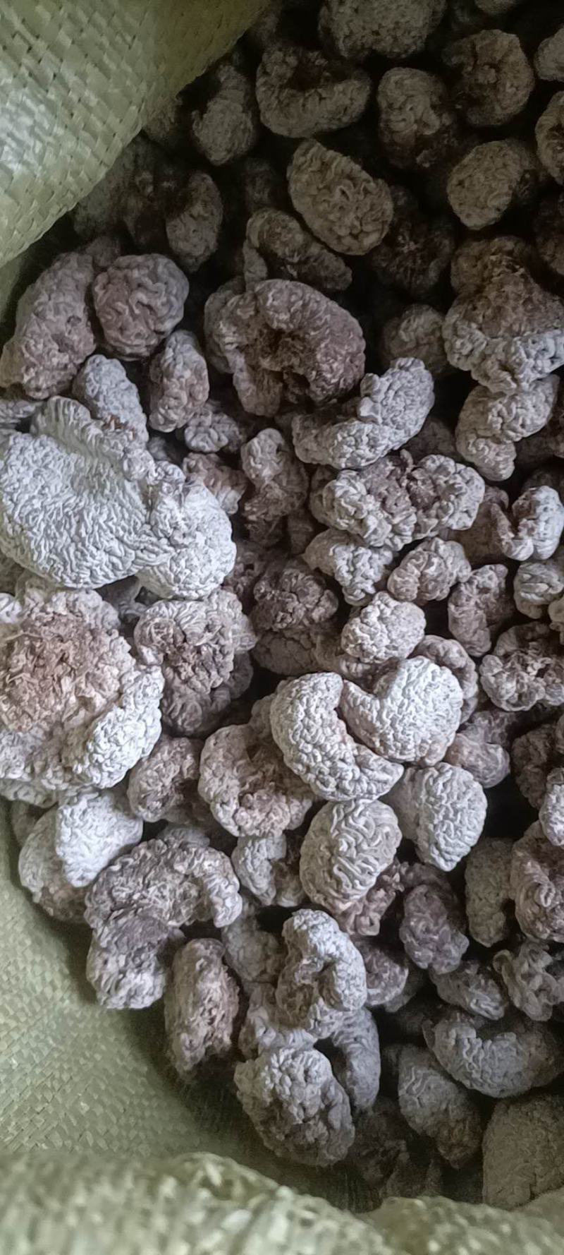 猴脑菌