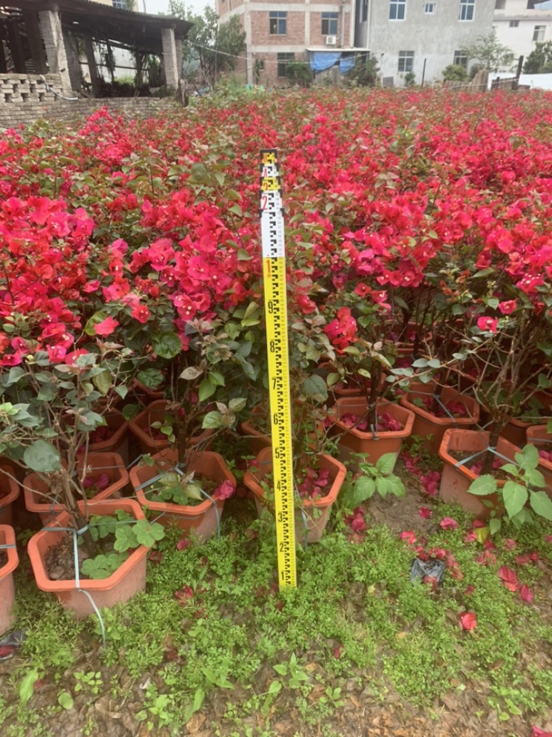 中国红三角梅提供视频看货基地大量供应