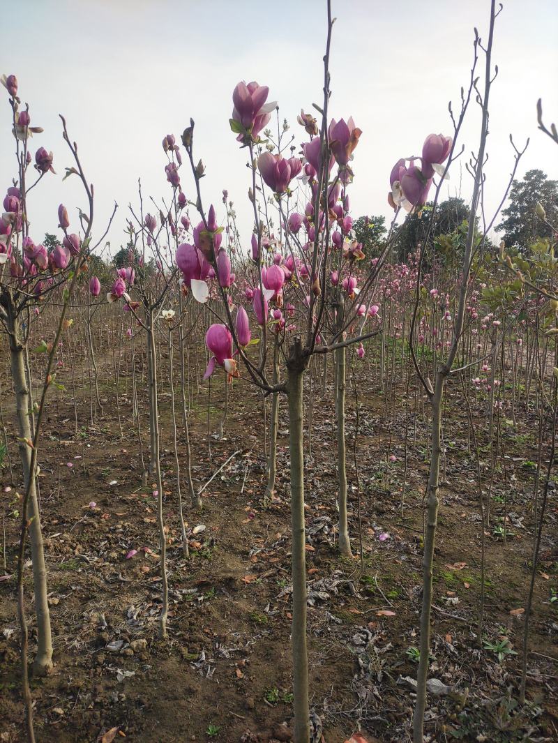 玉兰，红花玉兰，白花玉兰，黄花玉兰，广玉兰