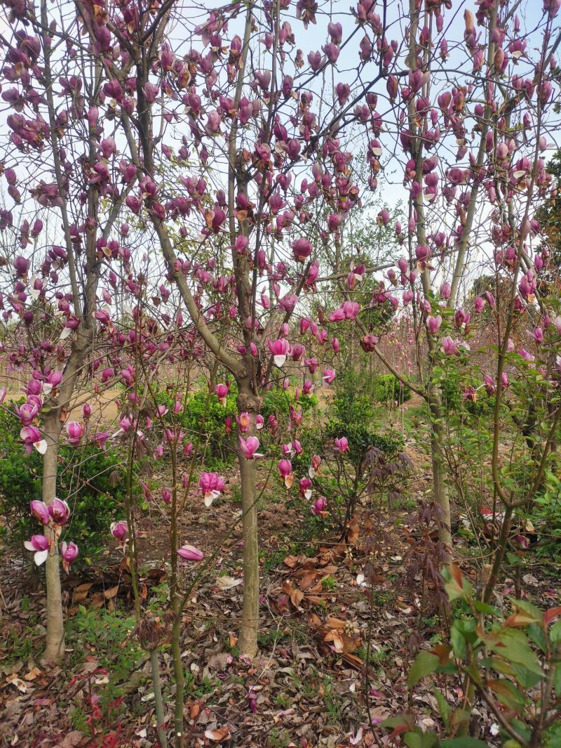 玉兰，红花玉兰，白花玉兰，黄花玉兰，广玉兰