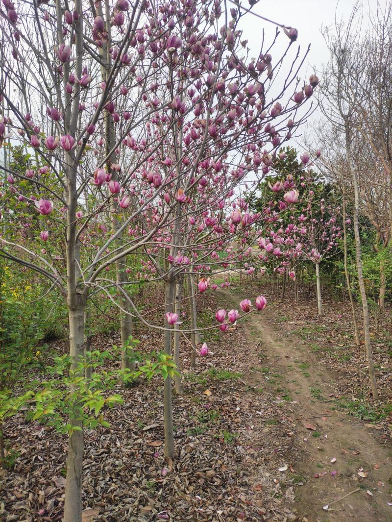 玉兰，红花玉兰，白花玉兰，黄花玉兰，广玉兰