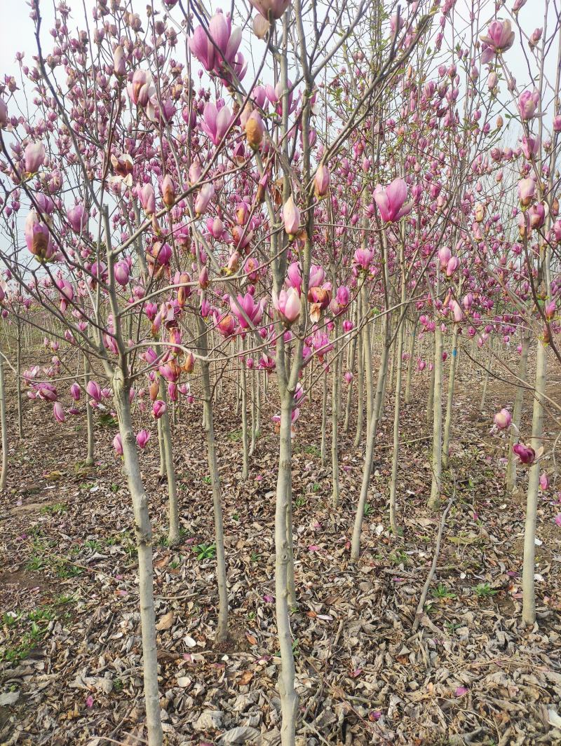 玉兰，红花玉兰，白花玉兰，黄花玉兰，广玉兰