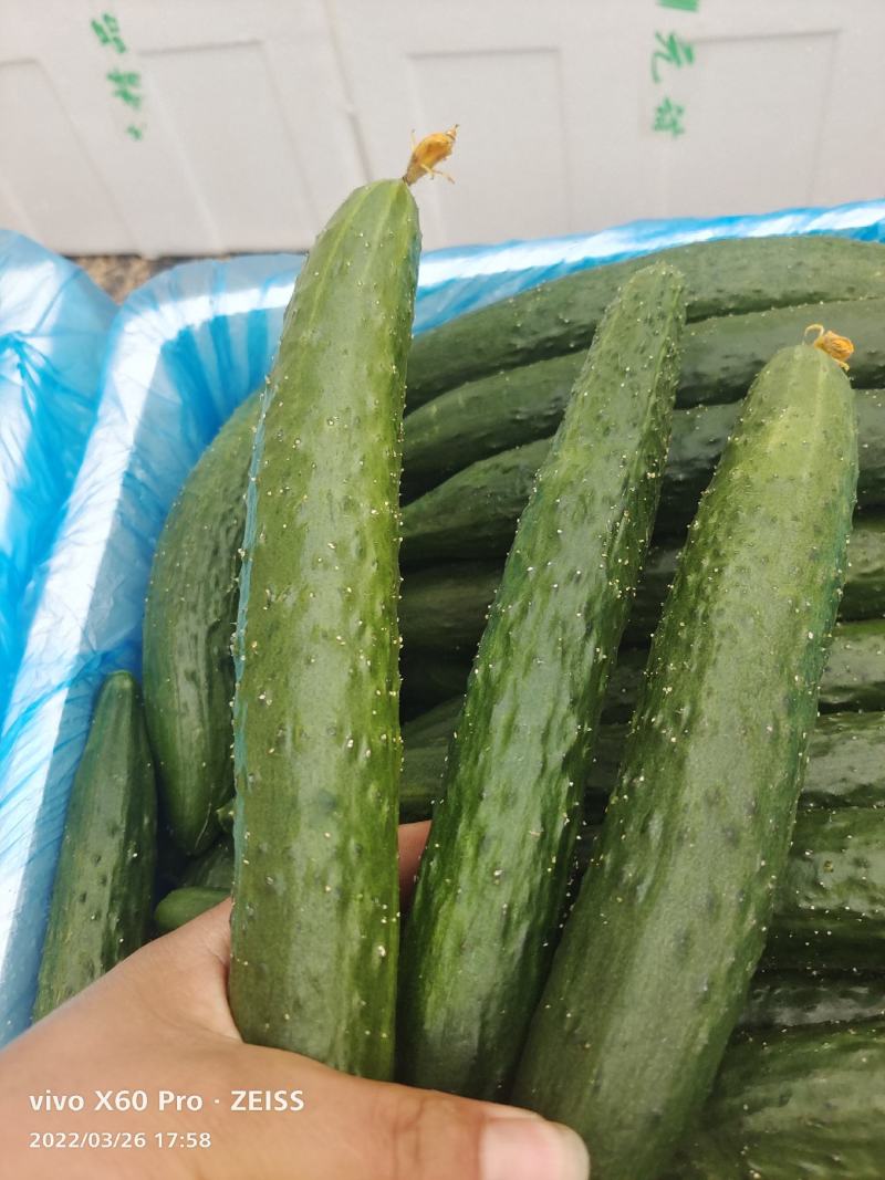 精品二级黄瓜货量充足欢迎骚扰