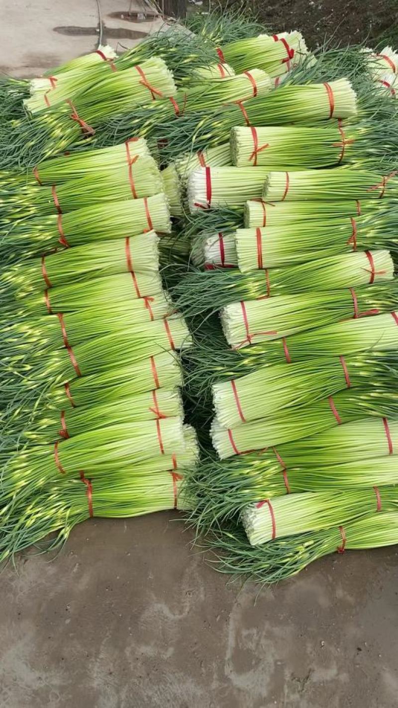 精品白帽蒜薹，大量供应，干苔长60～80，代发全国。