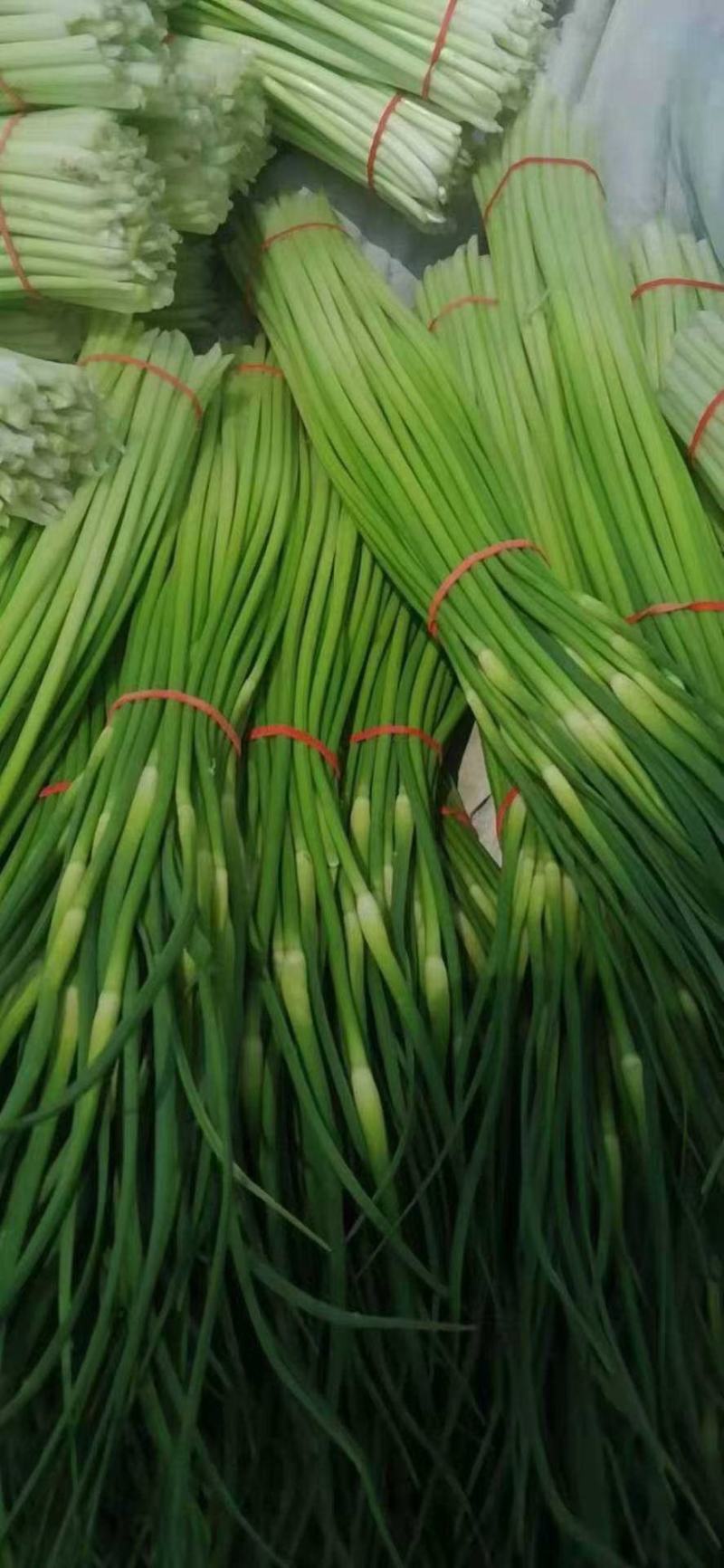 精品白帽蒜薹，大量供应，干苔长60～80，代发全国。