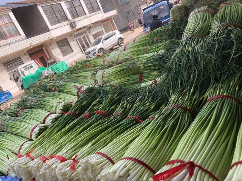 精品白帽蒜薹，大量供应，干苔长60～80，代发全国。
