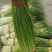精品白帽蒜薹，大量供应，干苔长60～80，代发全国。