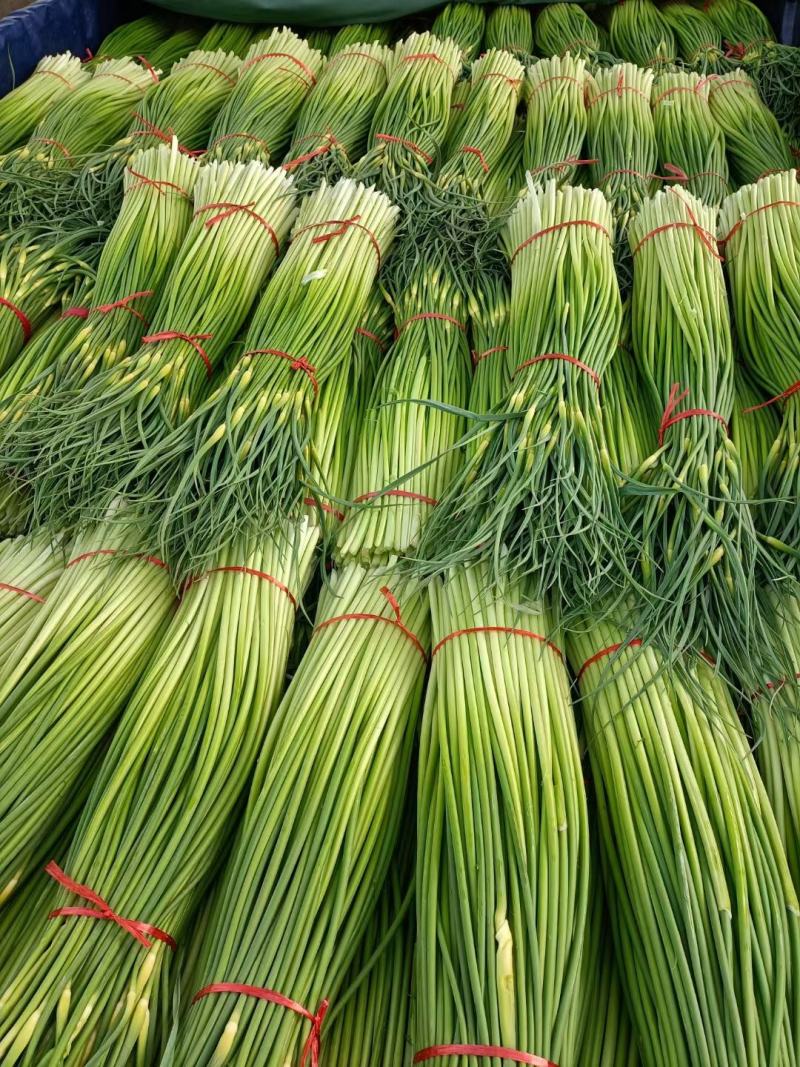 精品白帽蒜薹，大量供应，干苔长60～80，代发全国。