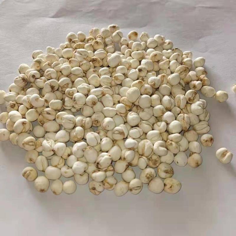决明子草决明产地直销量大从优地道药材诚信经营