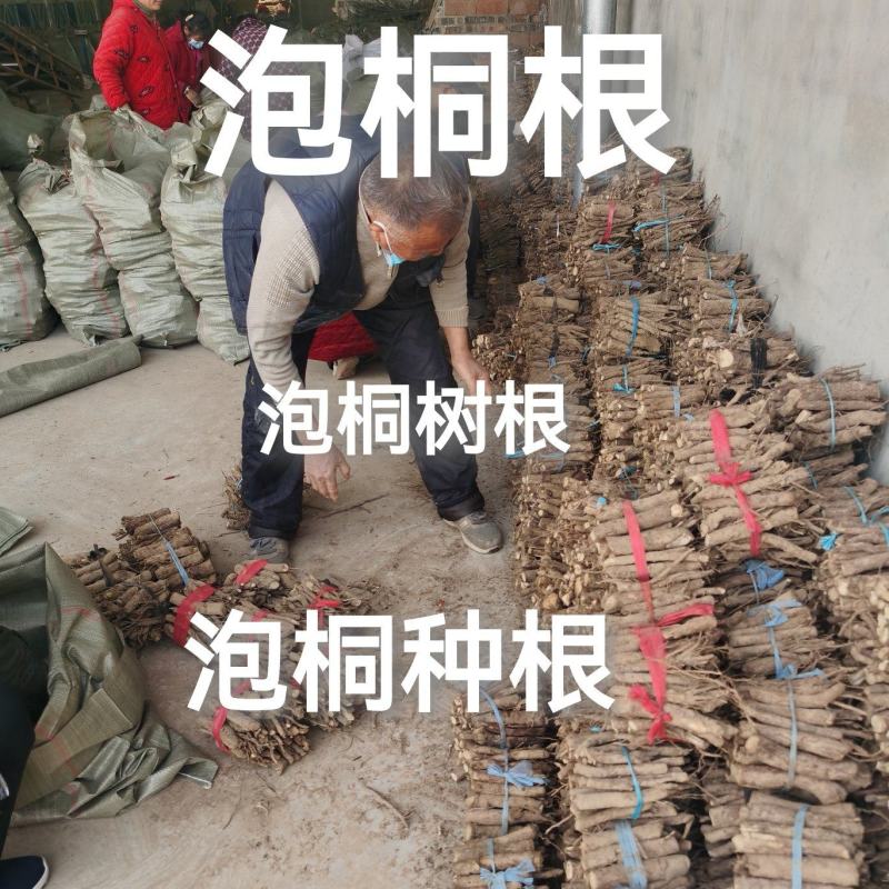 泡桐苗3-10-15公分供应河南泡桐树苗基地自家种植