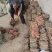 泡桐苗3-10-15公分供应河南泡桐树苗基地自家种植