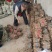 泡桐苗3-10-15公分供应河南泡桐树苗基地自家种植