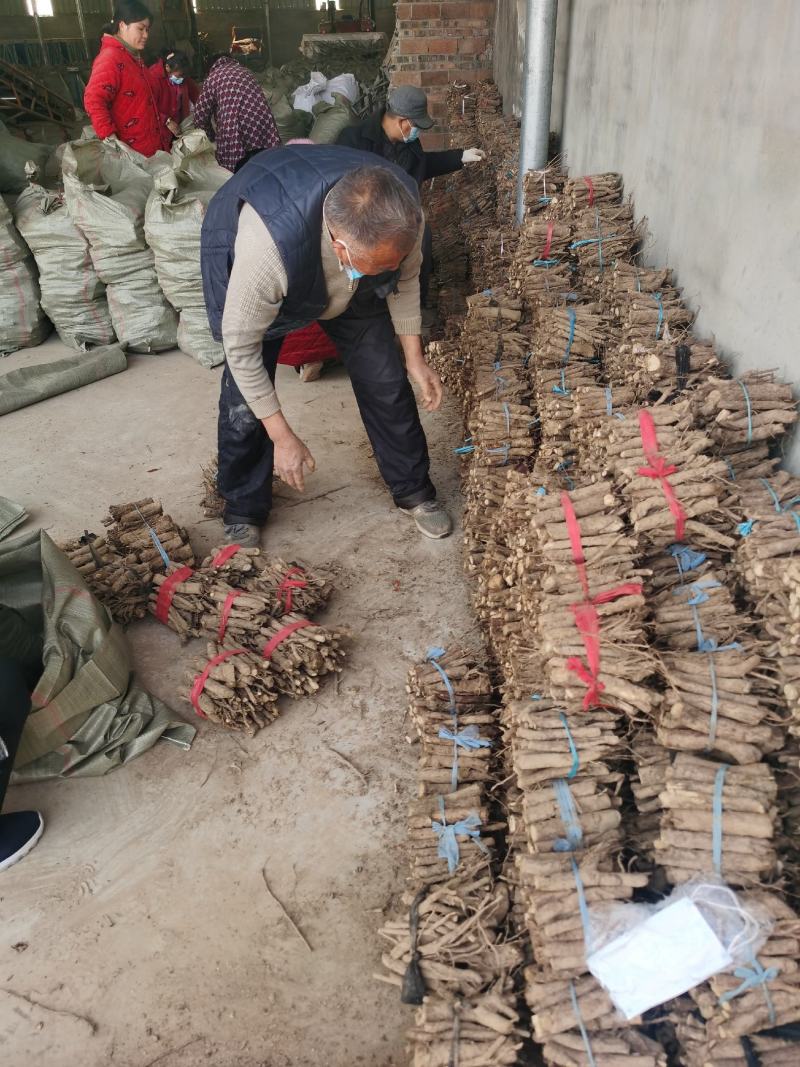 泡桐苗3-10-15公分供应河南泡桐树苗基地自家种植