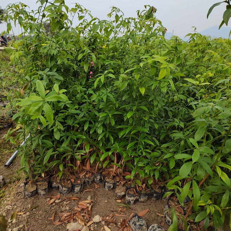 楠木苗批发，货源充足，基地直发，诚信经营欢迎来电