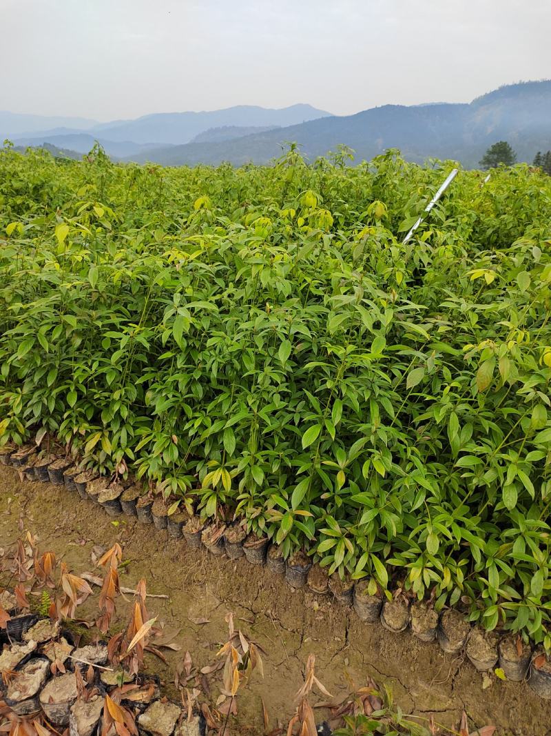 楠木苗批发，货源充足，基地直发，诚信经营欢迎来电
