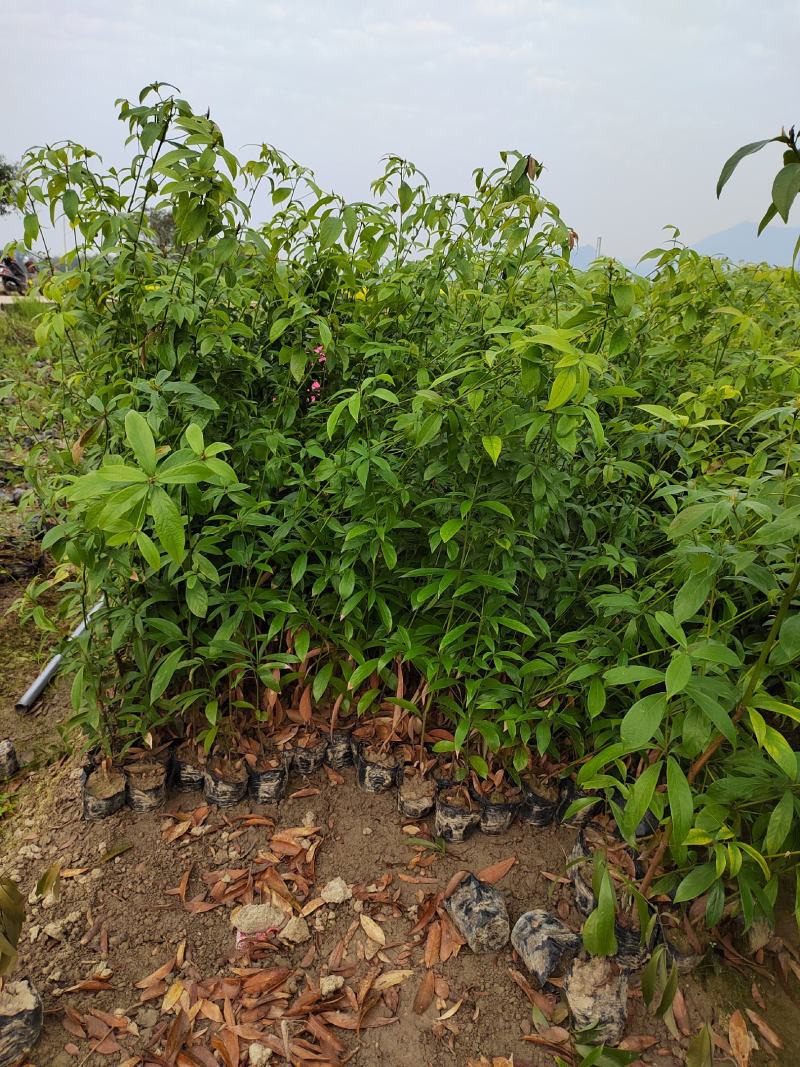 楠木苗批发，货源充足，基地直发，诚信经营欢迎来电