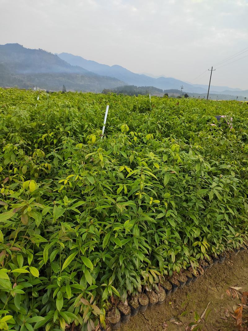 楠木苗批发，货源充足，基地直发，诚信经营欢迎来电