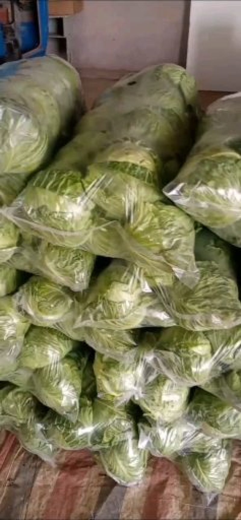 精品甘蓝，大量上市，产地直供，欢迎致电联系。