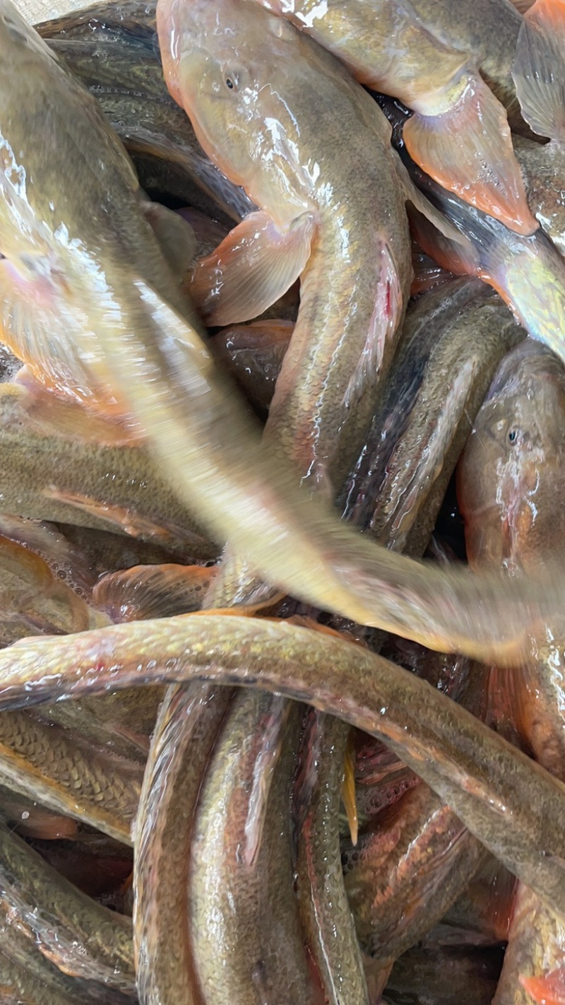 沙光鱼海鲜鲜活小龙鱼海鲶鱼光鱼江苏海鲜水产批发