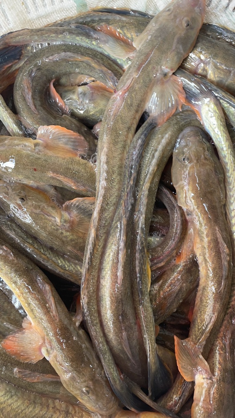 沙光鱼海鲜鲜活小龙鱼海鲶鱼光鱼江苏海鲜水产批发