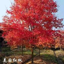 中国红枫美国红枫日本红舞姬红枫树苗盆栽地栽庭院四季红绿化