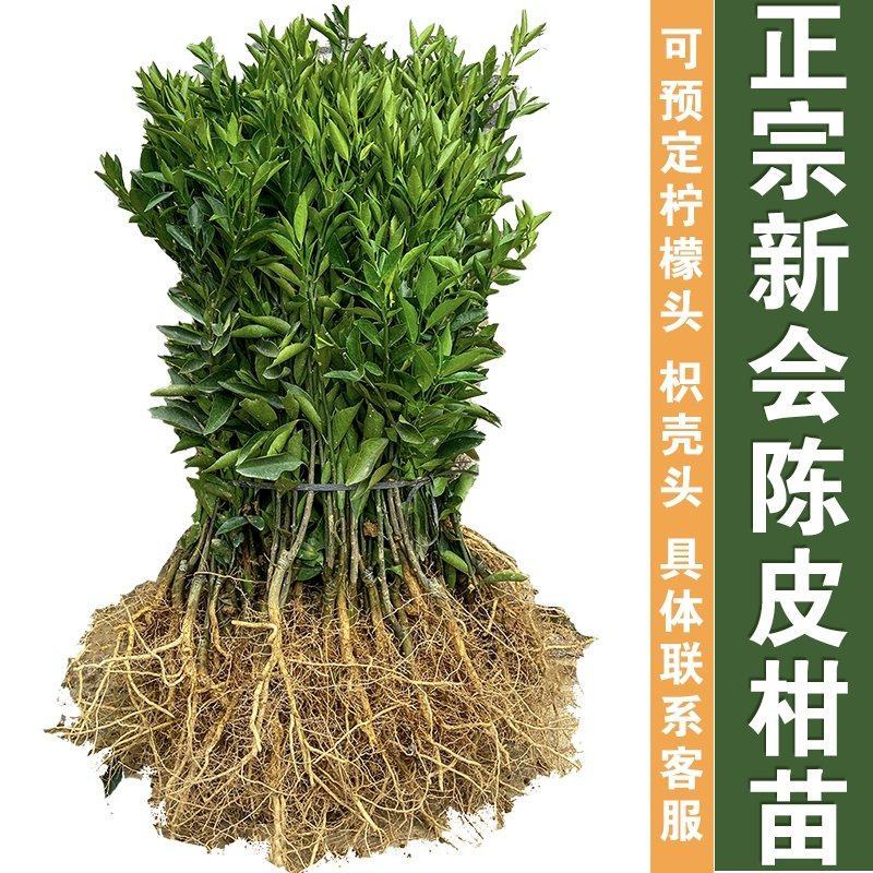 陈皮新会柑苗嫁接苗四会柑柠檬头积壳头四会柑苗