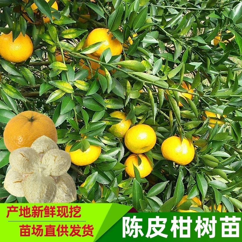 陈皮新会柑苗嫁接苗四会柑柠檬头积壳头四会柑苗