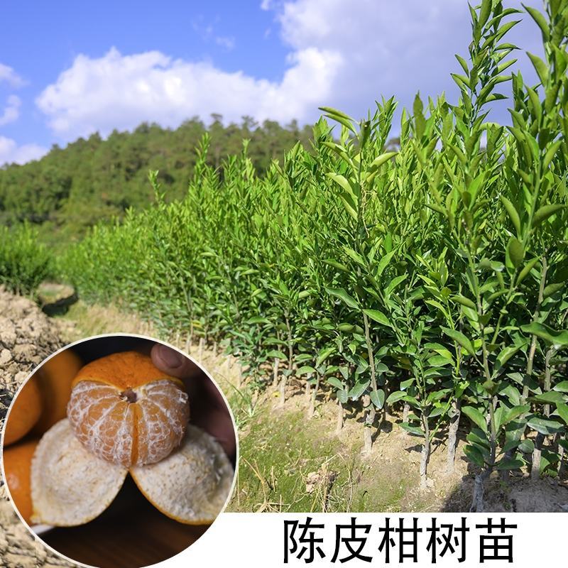 陈皮新会柑苗嫁接苗四会柑柠檬头积壳头四会柑苗