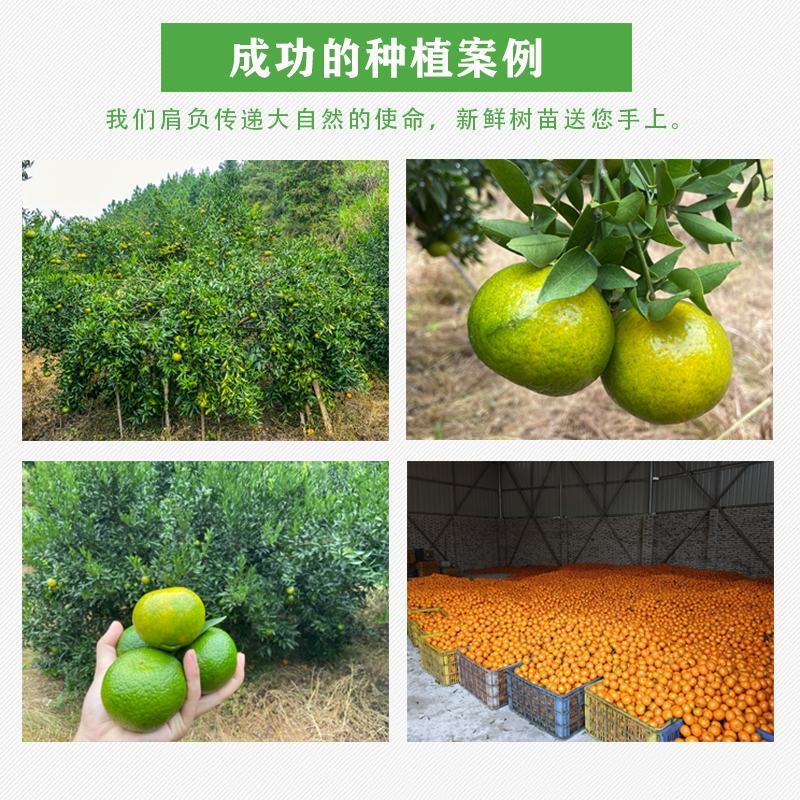 陈皮新会柑苗嫁接苗四会柑柠檬头积壳头四会柑苗