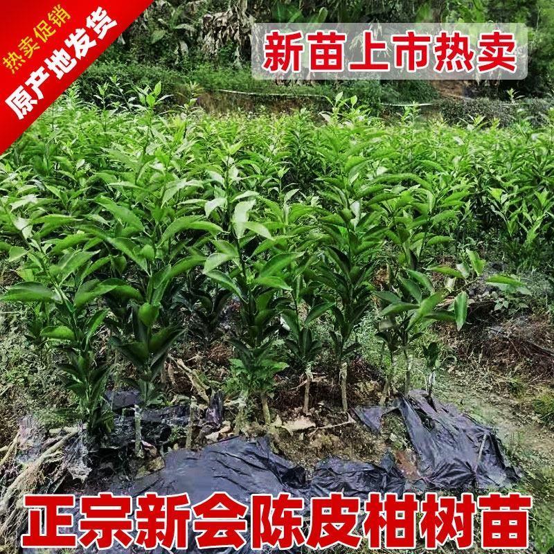 陈皮新会柑苗嫁接苗四会柑柠檬头积壳头四会柑苗