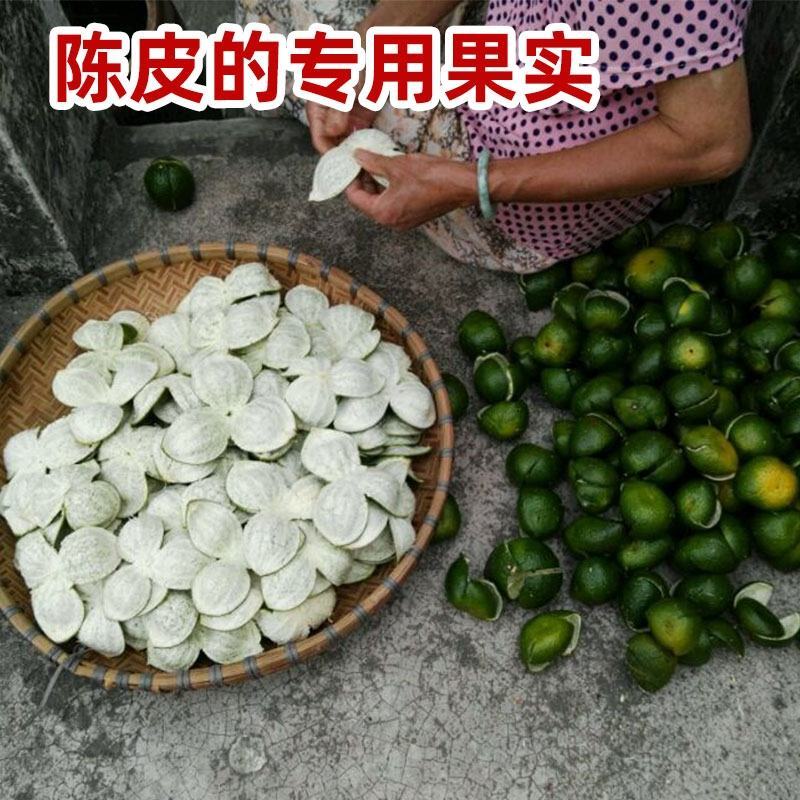 陈皮新会柑苗嫁接苗四会柑柠檬头积壳头四会柑苗