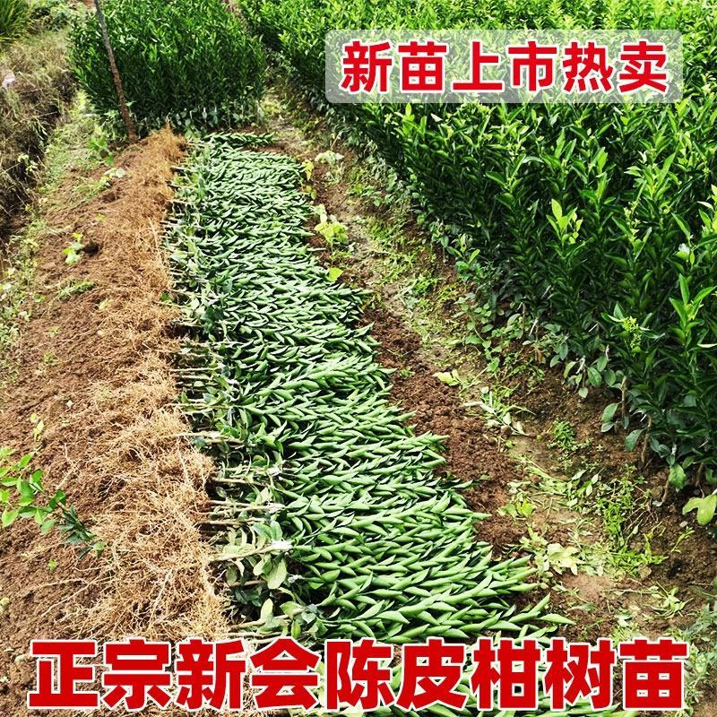 陈皮新会柑苗嫁接苗四会柑柠檬头积壳头四会柑苗