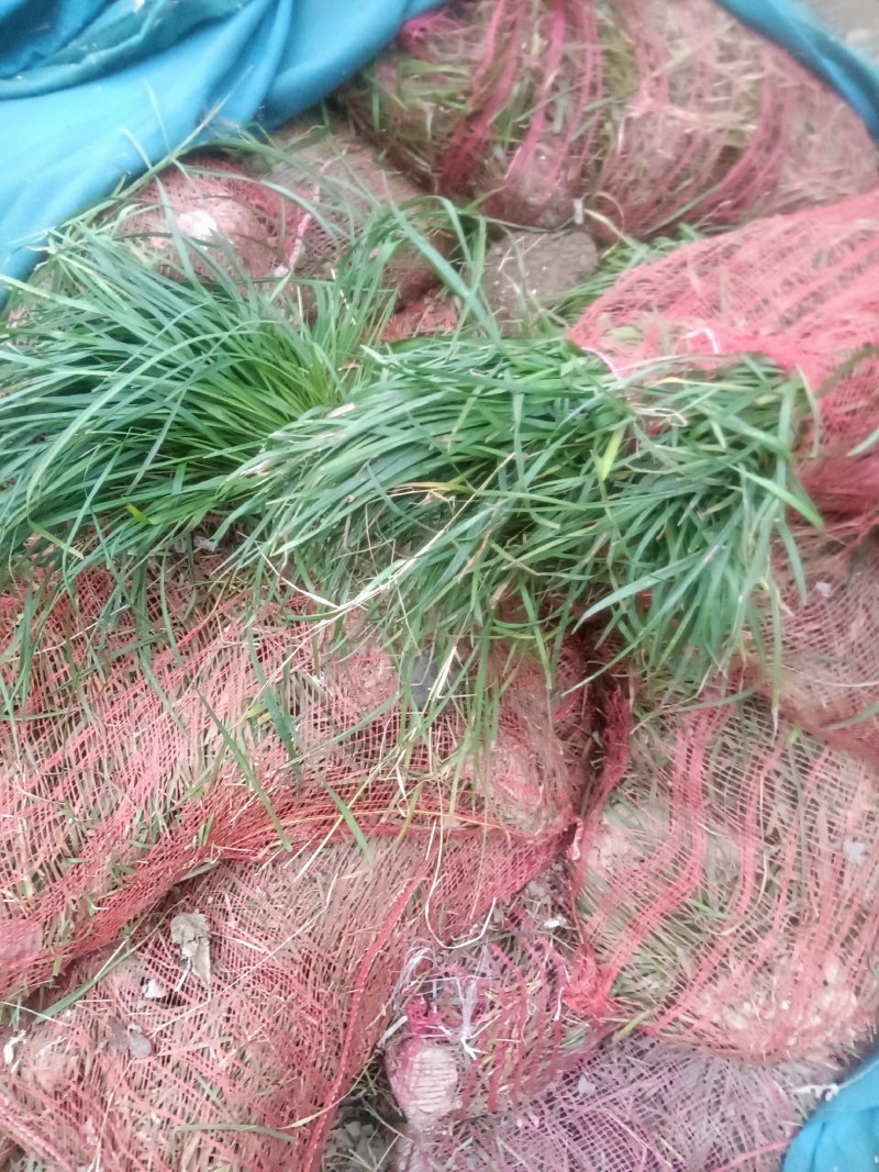精品中叶麦冬草