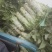 湖北红莴笋