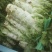 湖北红莴笋