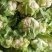 白花菜，小包叶，花白叶小，无根无烂花，优质货源，诚信经营
