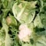 白花菜，小包叶，花白叶小，无根无烂花，优质货源，诚信经营
