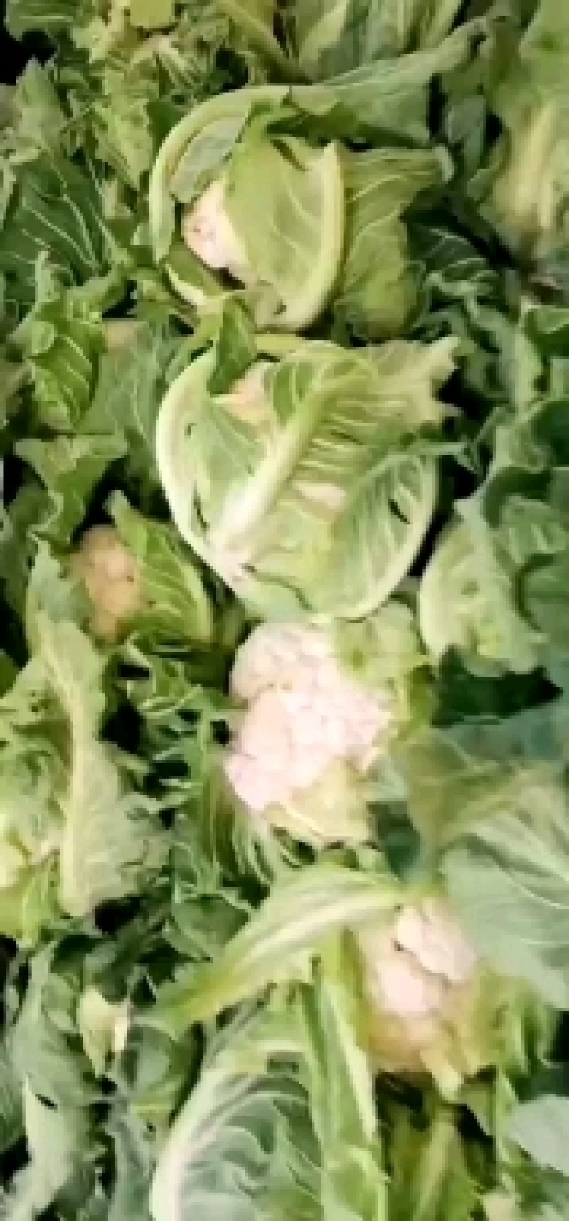 白花菜，小包叶，花白叶小，无根无烂花，优质货源，诚信经营