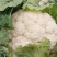 白花菜，小包叶，花白叶小，无根无烂花，优质货源，诚信经营