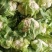 白花菜，小包叶，花白叶小，无根无烂花，优质货源，诚信经营