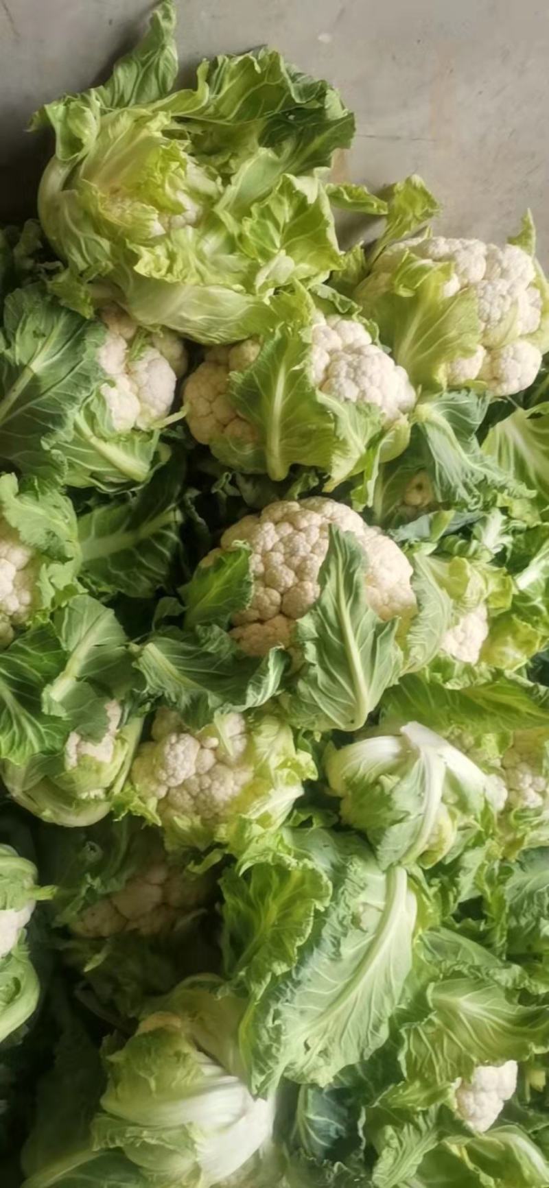 白花菜，小包叶，花白叶小，无根无烂花，优质货源，诚信经营