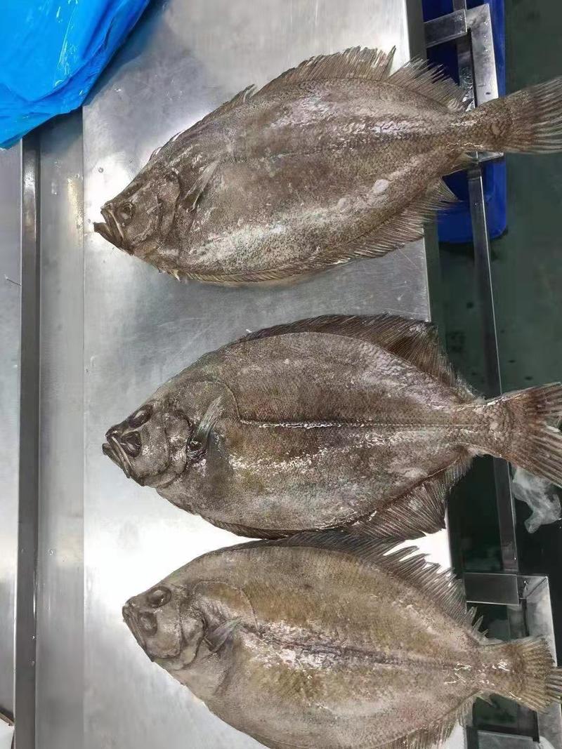 鲽鱼拟庸鲽600-800深海鱼源头厂家发货质量有保证价格