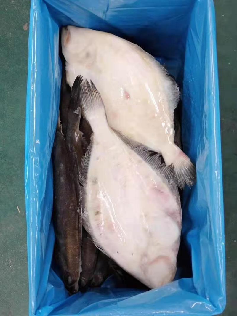 鲽鱼拟庸鲽600-800深海鱼源头厂家发货质量有保证价格