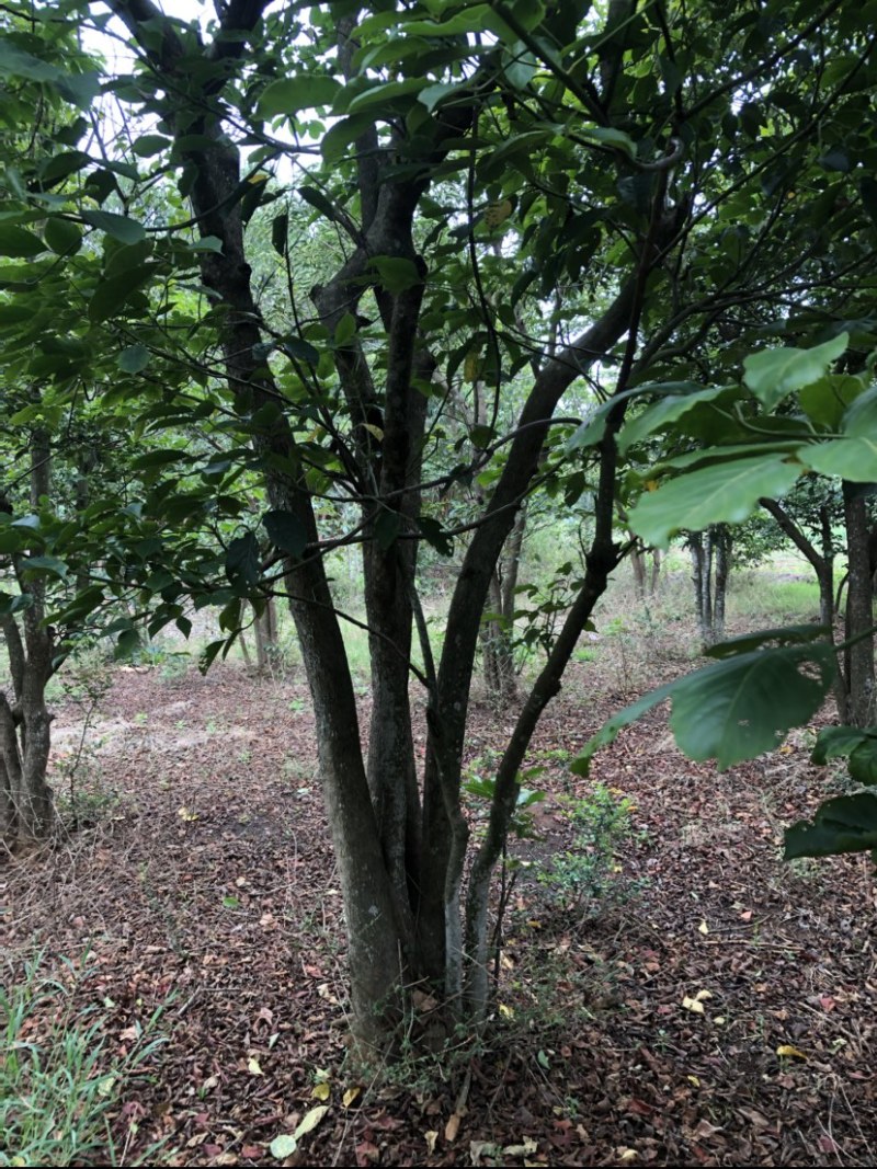 秋枫风景