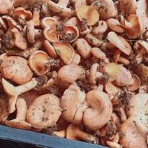 野生枞树菇大量上市基地直供一手货源品质保证诚信经营