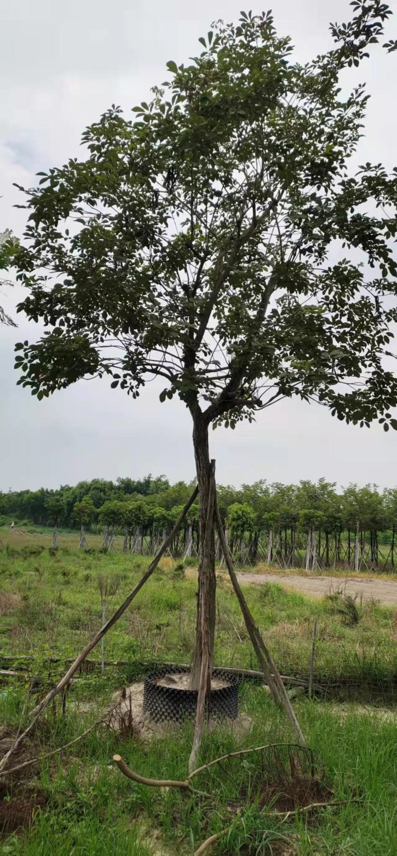 黄花紫花风铃木工程绿化风景树